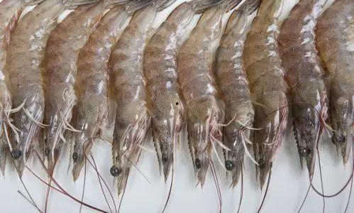 国产人工养殖大虾视频,科技赋能下的养殖奇迹