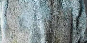 国产水貂真假对比视频讲解,视频揭秘真假对比