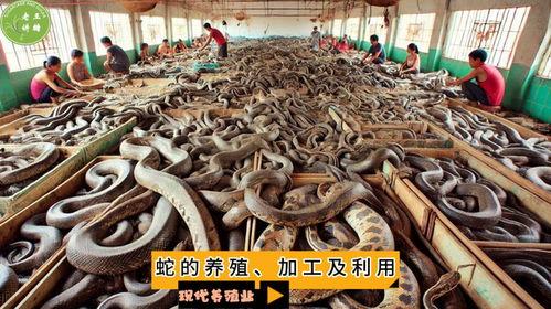 国产蛇养殖视频,揭秘生态养殖新篇章